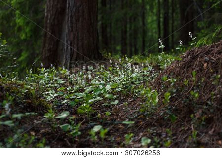 Maianthemum Bifolium
