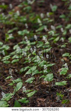 Maianthemum Bifolium