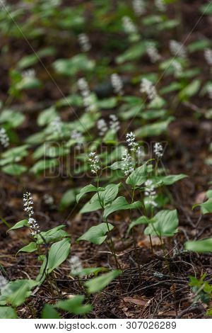 Maianthemum Bifolium