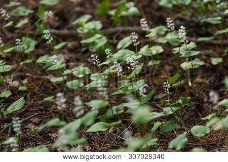 Maianthemum Bifolium