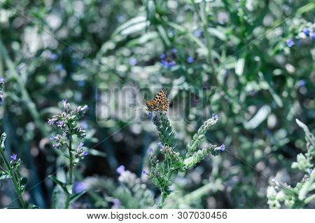 Butterflies And Insects Collect Sweet Nectar From Wild Wildflowers. Large Selective Focus.