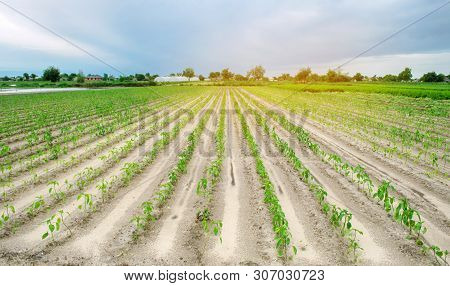 Vegetable Rows Of Young Pepper Grow In A Field In Cloudy Weather. Growing Ogranic Vegetables. Countr