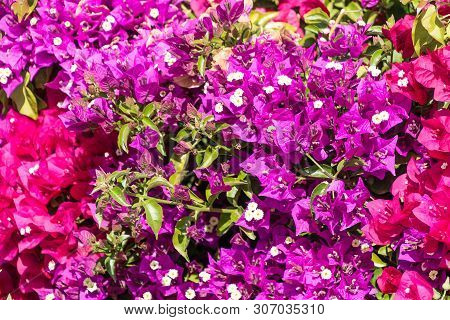 Purple And Pink Bougainvillea Spectabilis (paperflower) Background