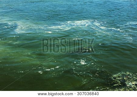 Dirty Wave With Old Dirty Algae. Dirty Seaweed Sea Surf Lines In Seaport. Dirty Sea, Environmental P