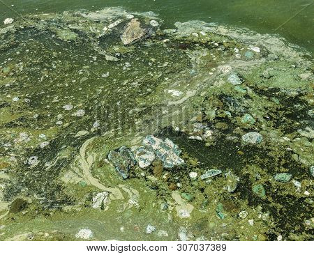 Dirty Wave With Old Dirty Algae. Dirty Seaweed Sea Surf Lines In Seaport. Dirty Sea, Environmental P