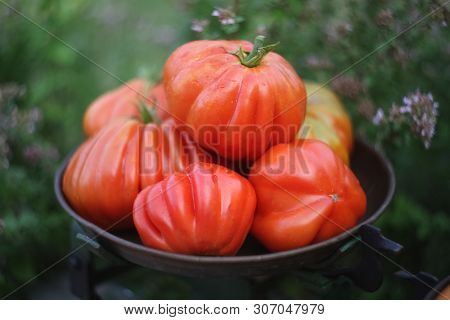 Pile Of Red Juicy Italian Ripe Tomatoes On The Old Scalepan Among Green Oregano Herb.