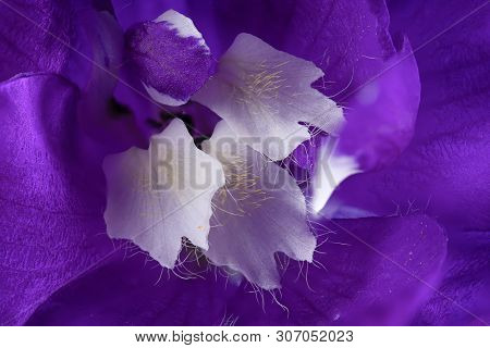 Beautiful Delphinium Flower Close Up Macro With Purple Petals And White Stamen With Pollen And Hairs