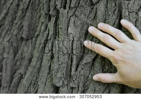 Man Hand Hold Old Tree Touch To Fell Texture Of Nature Retreatment By Nature Surface Background.hugg