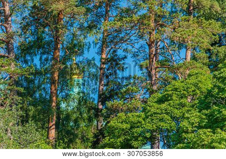Beautiful Pines Of Valaam, Hiding The Shrines From Prying Eyes. According To Legend, Valaam Is Unava