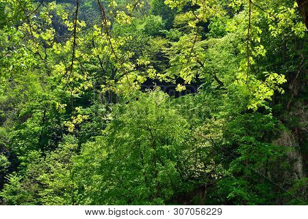 North Korean Scenery. Mountain Forest. Ulim Waterfall Trekking Route