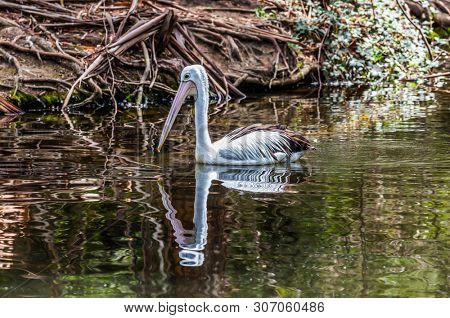 Pelican are looking for fresh fish. Australian park. One large waterfowl Australian pelican with a pink beak swim in a shallow pond. Ecotourism concept