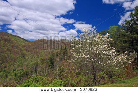 Smoky Mountain National Park