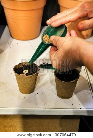 Adult Woman Planting Seeds In Biodegradable Seedbeds