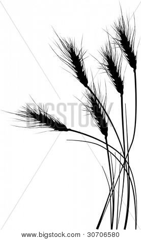 illustrazione con sagome di grano isolato su sfondo bianco