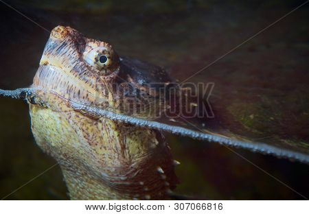 Turtle Head Water Reptile Giant Monster Eye