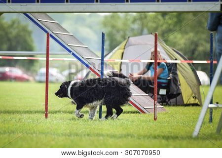 Dog Border Collie In Agility Slalom. Amazing Day On Czech Agility Competition. They Are Middle Exper