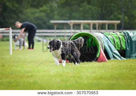 Dog Border Collie In Agility Tunel. Amazing Day On Czech Agility Competition. They Are Middle Expert