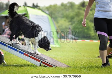 Dog Border Collie In Agility Balance Beam.  Amazing Day On Czech Agility Competition. They Are Middl