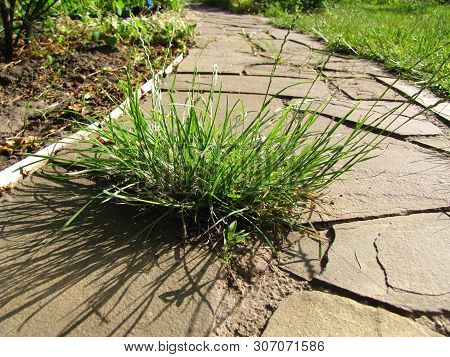 The Weed Grew In The Middle Of A Garden Path Paved With Flagstone.