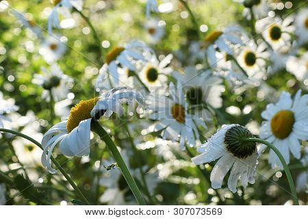 Summer Rain In The Garden And Daisies With Drops On The Bokeh Background, Blurred Focus. Beautiful S
