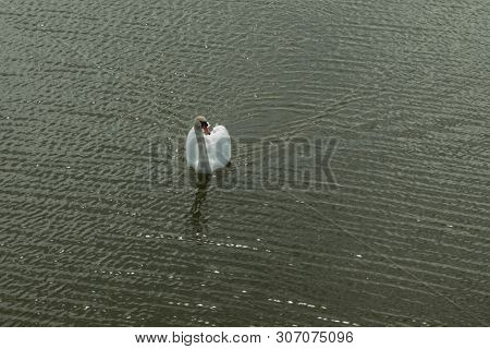 Mute Swan On Toolo Bay In Helsinki, Finland