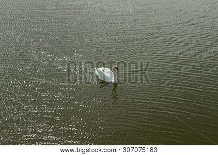 Mute Swan On Toolo Bay In Helsinki, Finland