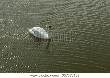 Mute Swan On Toolo Bay In Helsinki, Finland