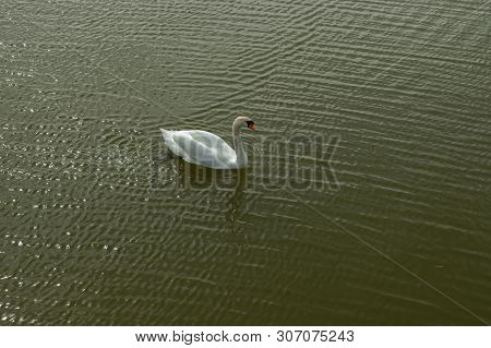 Mute Swan On Toolo Bay In Helsinki, Finland