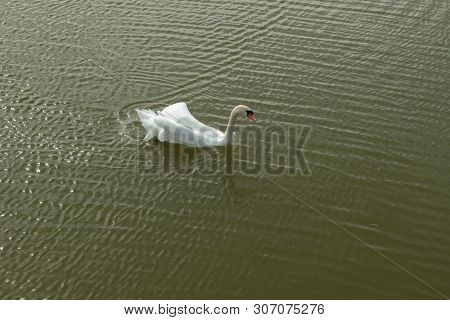 Mute Swan On Toolo Bay In Helsinki, Finland