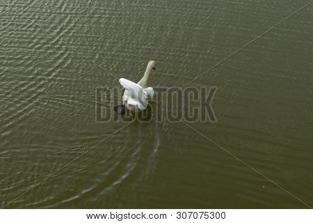 Mute Swan On Toolo Bay In Helsinki, Finland