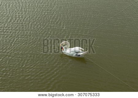 Mute Swan On Toolo Bay In Helsinki, Finland