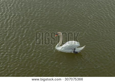 Mute Swan On Toolo Bay In Helsinki, Finland