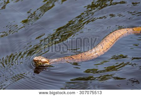 Snake Swimming In Water. Venomous Water Moccasin Snake Swimming In Tropical Creek Water. Outdoor Nat