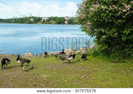 Barnacle Gooses And Goslings Walking On A Park Embankment In Center Of Helsinki, Finland