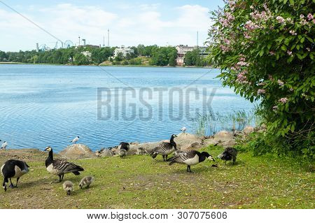 Barnacle Gooses And Goslings Walking On A Park Embankment In Center Of Helsinki, Finland