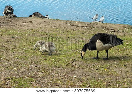 Barnacle Gooses And Goslings Walking On A Park Embankment In Center Of Helsinki, Finland