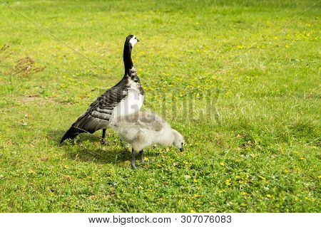 Barnacle Goose And Gosling Walking On A Park Embankment In Center Of Helsinki, Finland
