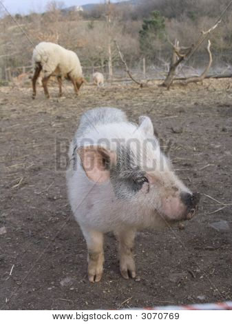 Mama Schwein