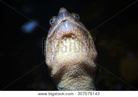 Turtle Head Under Water Reptile Giant Monster Eye