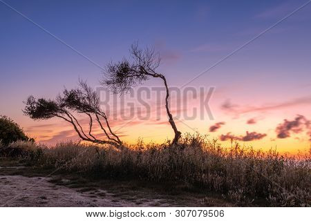 Plants Growing On The Edge Of A Cliff In Peroulades On The Island Of Corfu. Greece