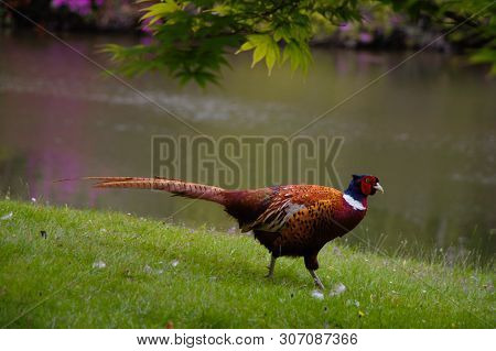 Male Pheasant At The Lakeside In An English Garden.