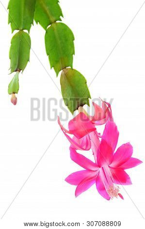 Focus Stacked Image Of A Zygocactus (schlumbergera Truncata Hybrids) Flattened-bell Dark Pink Flower