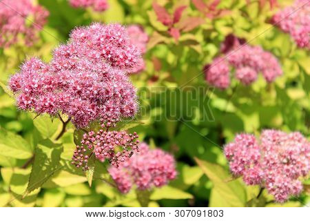 Japanese Spirea Or Korean, Is A Plant In The Family Rosaceae. Synonyms Of The Name Of The Species Sp