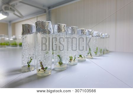 Cloned Decorative Micro Plants In Test Tubes With Nutrient Medium. Micropropagation Technology In Vi