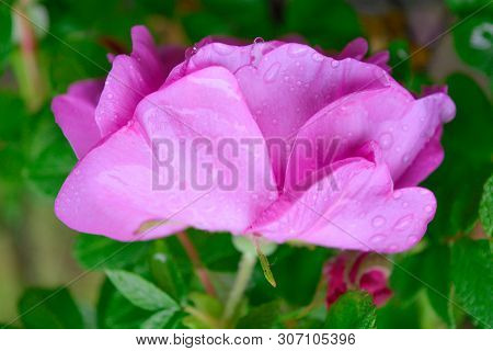 Closeup Of Pink Dogrose Or Briar Flower With Soft Focus. Macro View Of Flowering Rose Hips Of Briar 