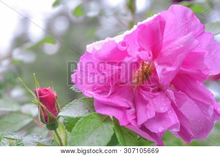 Closeup Of Pink Dogrose Or Briar Flower With Soft Focus. Macro View Of Flowering Rose Hips Of Briar 