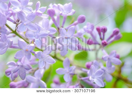Lilac Shrub Flowers Blooming In Spring Garden. Common Lilac Syringa Vulgaris Bush. Close-up With Sof