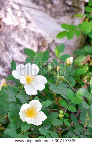 Shrub Of White Dogrose Or Briar Flowers With Soft Focus. Macro View Of Flowering Rose Hips Of Briar 