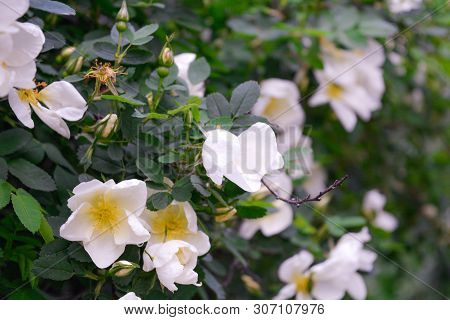 Shrub Of White Dogrose Or Briar Flowers With Soft Focus. Macro View Of Flowering Rose Hips Of Briar 