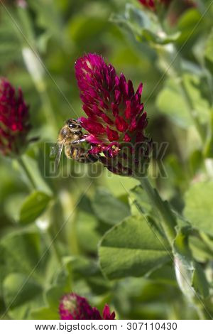 Bright Red Crimson Clover Trifolium Incarnatum Wildflower